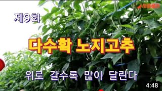 [강소농 다수확 고추]순이 늘어지지 않게하고 노른끼 보이면 비료량을 늘려야. 지주대 3개 연결계획