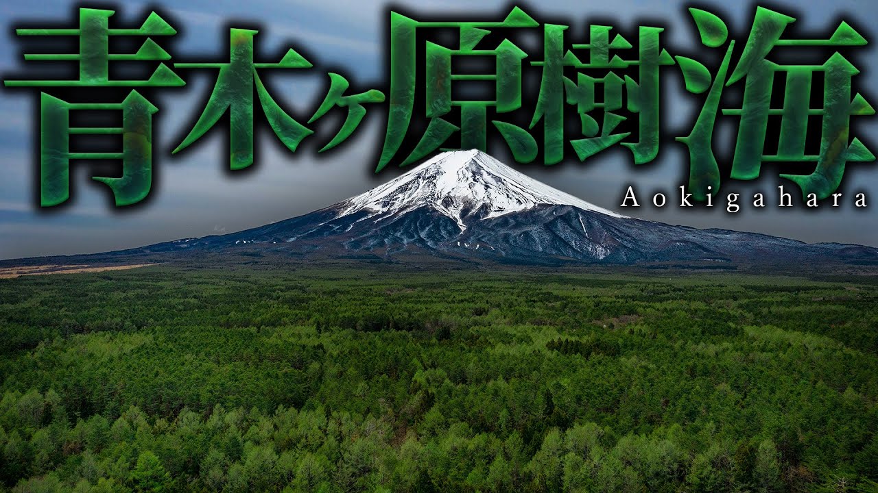 富士の樹海に足を踏み入れた者の末路……