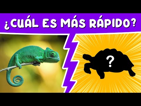 60 preguntas para NIÑOS de 4 a 5 años. ADIVINA EL ANIMAL