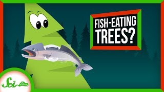 These Trees Eat Salmon!