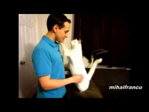 Cats acting like Humans
