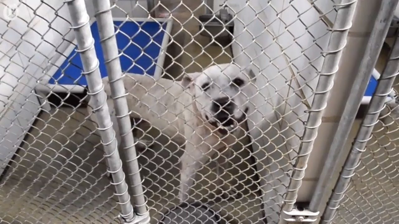 Dogs need homes. Can you help?