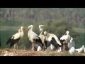 White Stork Ciconia Ciconia חסידה לבנה