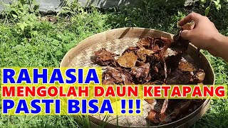 Download lagu Rahasia Mengolah Daun Ketapang Untuk Ikan Cupang mp3