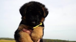 Video preview image #1 German Shepherd Dog Puppy For Sale in CHRISNEY, IN, USA