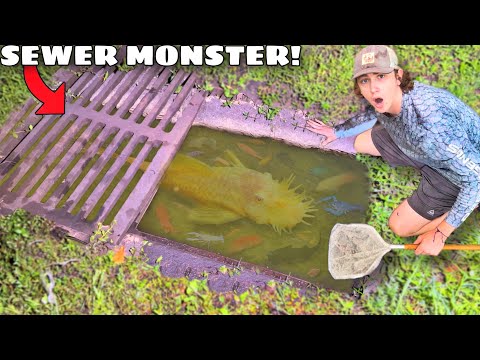 I Found a Sewer INFESTED with MONSTER AQUARIUM FISH!