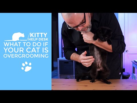Understanding and Addressing Over Grooming in Cats
