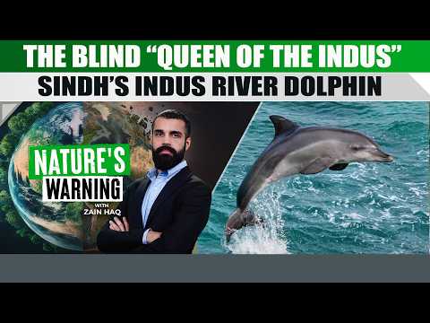 Indus River Dolphin: The Blind Queen of Pakistan's Waters
