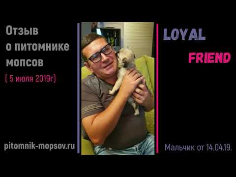 Видеоотзыв владельца мопса из питомника Loyal Friend
