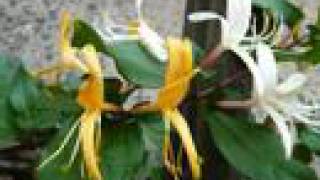 Mediaeval Baebes-Byrd One Brere