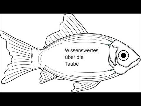 Wissenswertes über die Taube