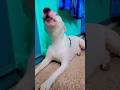 KAHAN JAOGE CUTIE PIE Hancock The Bullterrier Comedyvideo Funnyshorts Dog Viralytshorts
