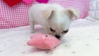 チワワ（ロング）の動画01