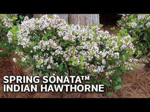 Spring Sonata™ Indian Hawthorne - Southern Living Plant Collection
