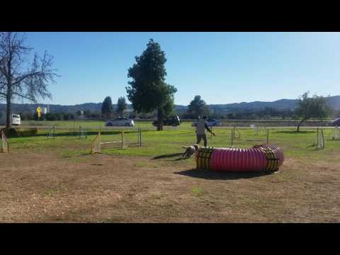20170114 143211 Monkey's Agility Trial