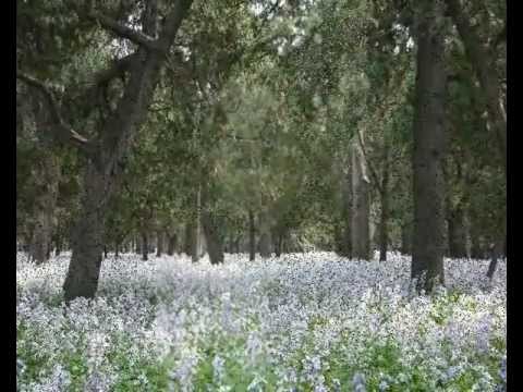 Eros Ramazzotti -  Amica donna mia