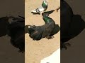 Baby Black Lucky Kabootar Short Status ️ ️ Shorts Viralshorts Viral Sohailmalik