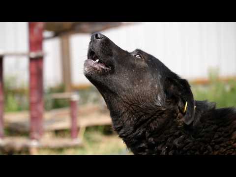 200 ТЫСЯЧ ЗА УКУС | Новости Камчатки | Масс Медиа