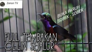 Download lagu KONIN ISIAN CILILIN FULL NEMBAK SEJALUR || MASTERAN KONIN FULL CILILIN mp3