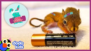 30 Minutes of Helping Baby Animals Feel Better | Dodo Kids