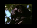 Really Wild Animals Promo From Disney Sampler 1994