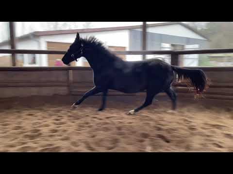 Rappstute *2019 von Don Martillo - Desperados - Landadel