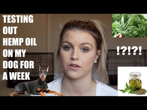 download lagu mp3 mp4 Cbd Tincture For Dogs, download lagu Cbd Tincture For Dogs gratis, unduh video klip Cbd Tincture For Dogs