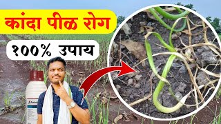 कांदा पिकातील पीळ रोगावर 100% नियंत्रण 🔥 Kanda Pikatil Pil rogavrti Upay