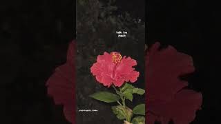 Download lagu Nada untuk Dikta - Jenifer Wirawan (lyrics video) #nada #untuk #dikta #jenifer #wirawan mp3 Download lagu Nada untuk Dikta - Jenifer Wirawan (lyrics video) #nada #untuk #dikta #jenifer #wirawan mp3