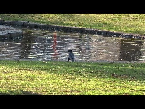 Fang den Berg - Parasympathikus /// FDB2K