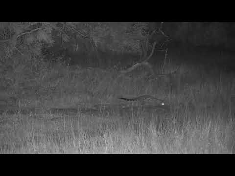 Djuma: Large spotted Genet - 02:47 - 06/12/19