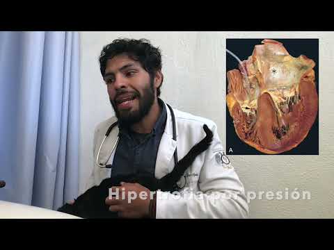 Cardiac Pathology video 2
