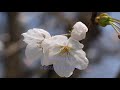 Beautiful Dreamer - Marty Robbins  || with lyrics (영어가사/한글번역)