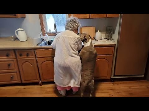 Le compagnon préféré des grands-parents nommé dog❤️