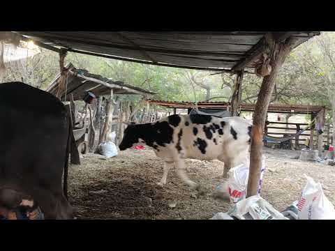 26 de Febrero 2026 vacas 🐄 grandes en Jocoro Morazán 