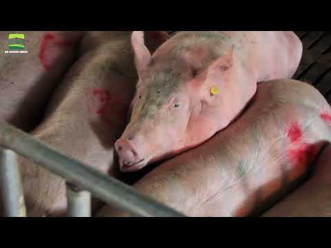 E-Feeding system for Sows | Modern pig farm