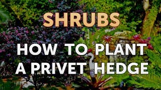 How to Plant a Privet Hedge