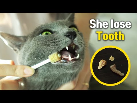 Cat Lost her ToothㅣDino cat