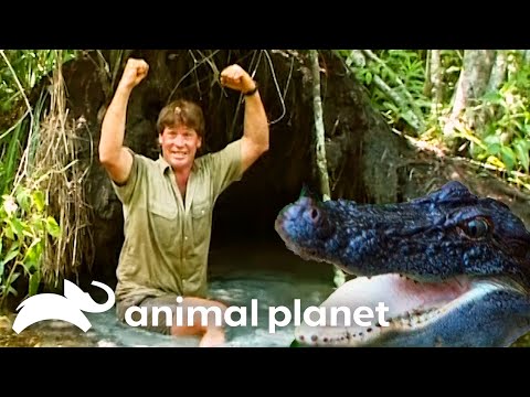 Steve Irwin Swam with American Alligators in the Everglades | The Crocodile Hunter | Animal Planet