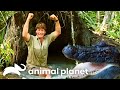 Steve Irwin Swam With American Alligators In The Everglades The Crocodile Hunter Animal Planet