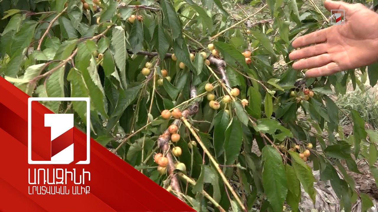 Արմավիրում կարկտից տուժած տնտեսություններին աջակցելու ծրագիր է մշակվում