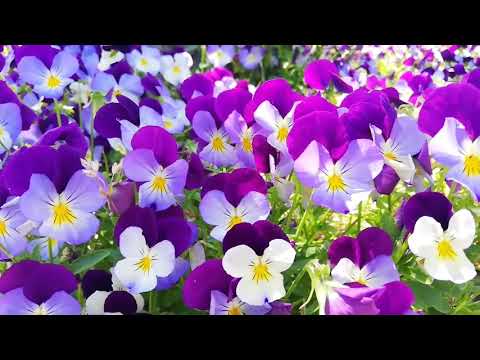 ادي لنفسك شوية وقت واستمتع بالمناظر الخلابة