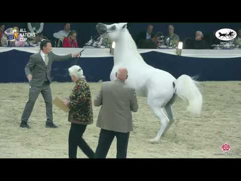 N 144 ALEXXANDERR   AACHEN 2022   38° All Nations Cup   Stallions 7+ Years Old Class 11 12