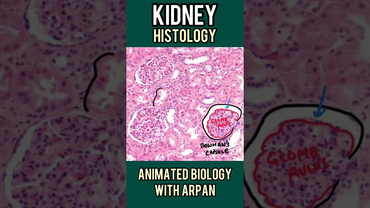 Putar video Apa Itu Histologi Dalam Biologi sekarang Apa Itu Histologi Dalam Biologi