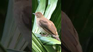 Download lagu Pernah ketemu dengan burung ini? kenalin namanya merbah mata merah #merbahmatamerah #leuser #shorts mp3