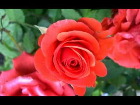 I.Dzenis - Kluss kā jūra....