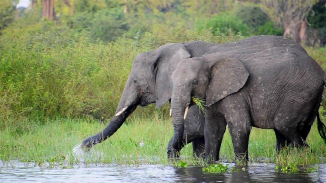 Malawi 2018 by David DiGregorio