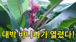대박 바나나가 열렸어요!