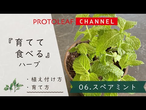 一年中楽しめるミントの植え方は？  庭園