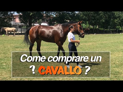 Come comprare un cavallo? Come scegliere quello giusto? | KP |
